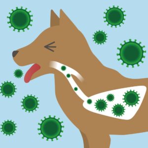 CBD for Dogs